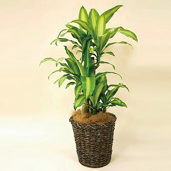 観葉植物 マッサンゲアーナ(幸福の木)-8号鉢