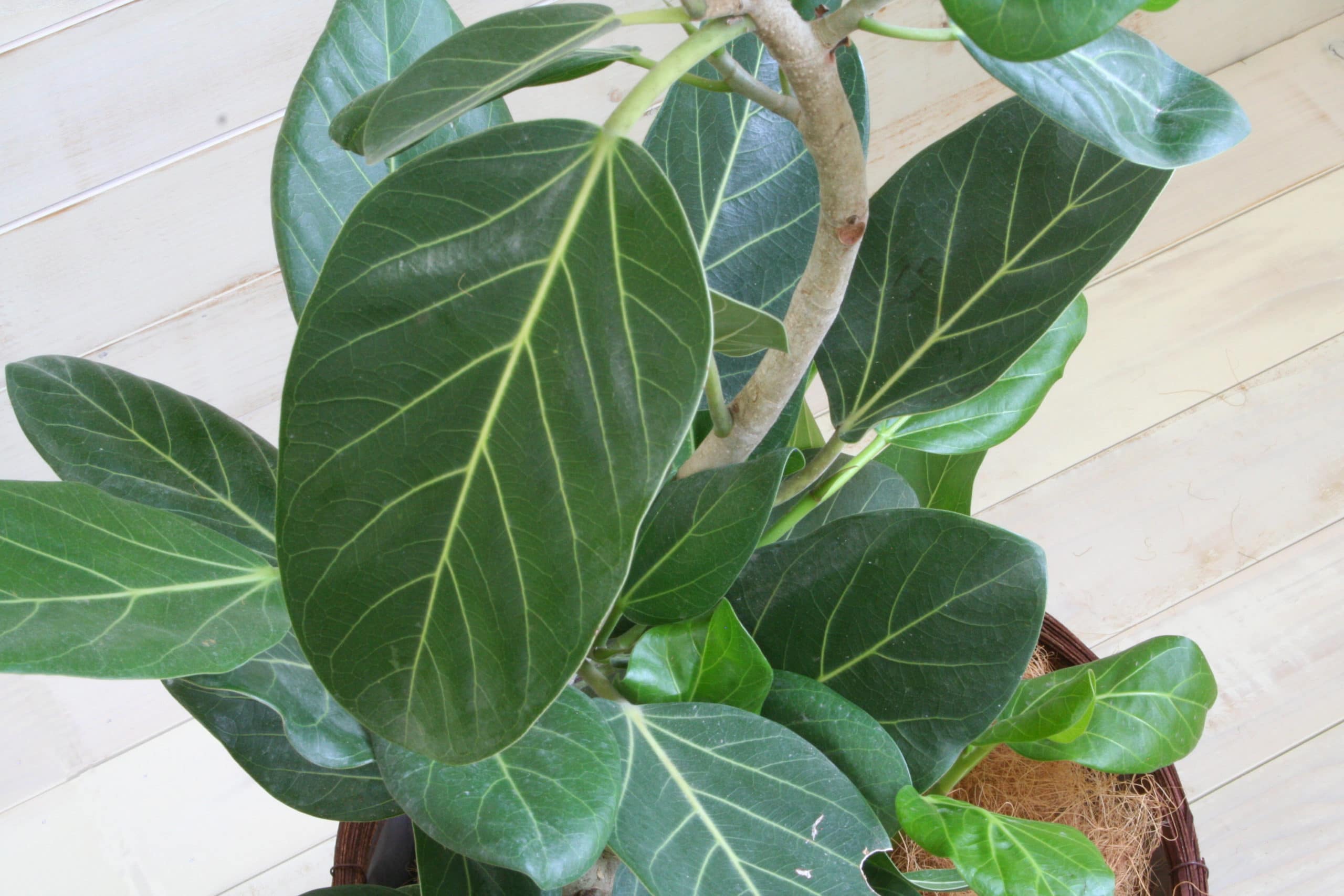 観葉植物 ベンガレンシス-8号鉢 - 画像 (2)