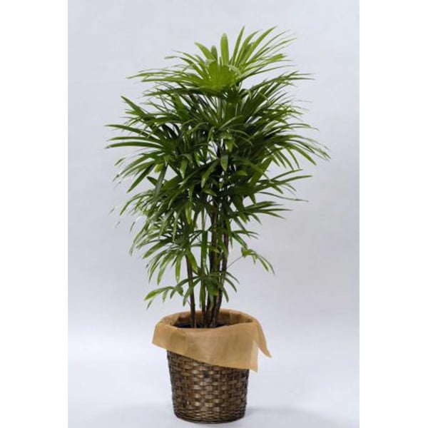 シュロチク-10号鉢