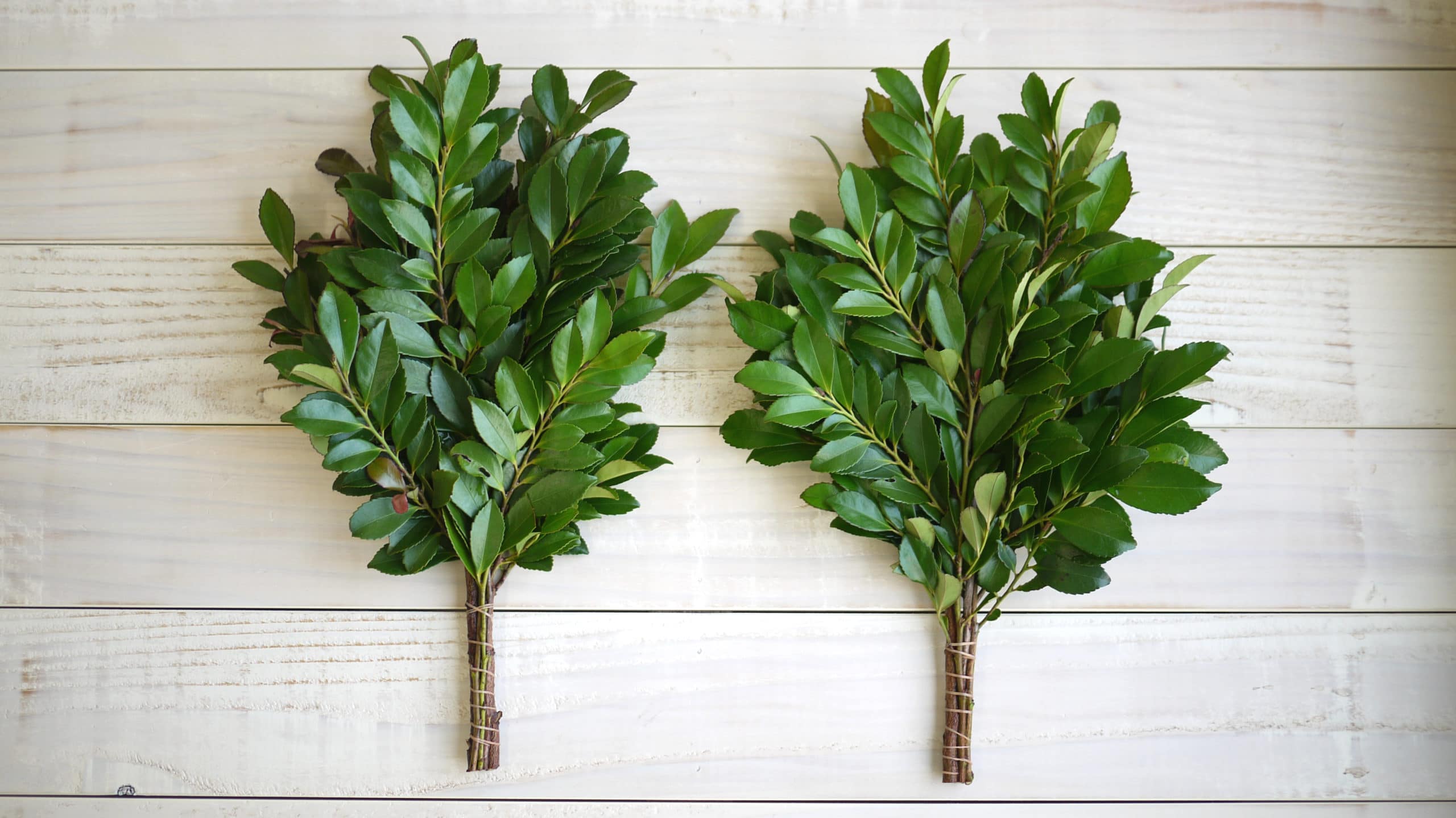 国産榊 1対 - 画像 (3)