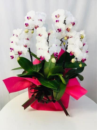 Share Orchid シェアオーキッド5本立ち