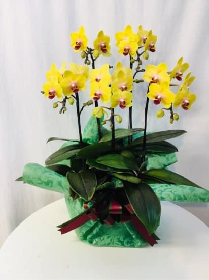 Share Orchid シェアオーキッド5本立ち