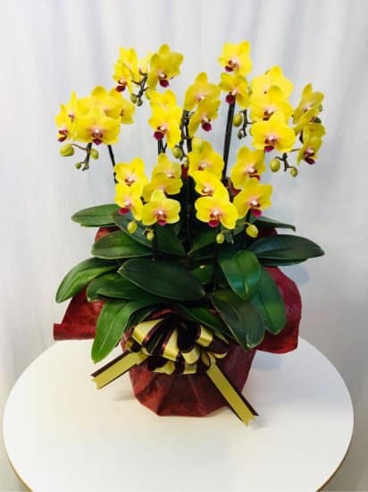 Share Orchid シェアオーキッド7本立ち-イエロー系