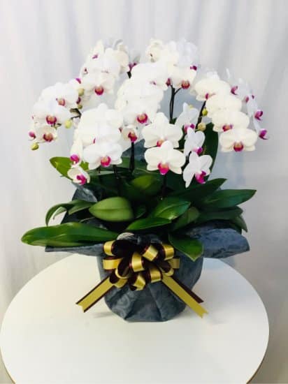 Share Orchid シェアオーキッド7本立ち