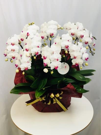 Share Orchid シェアオーキッド10本立ち