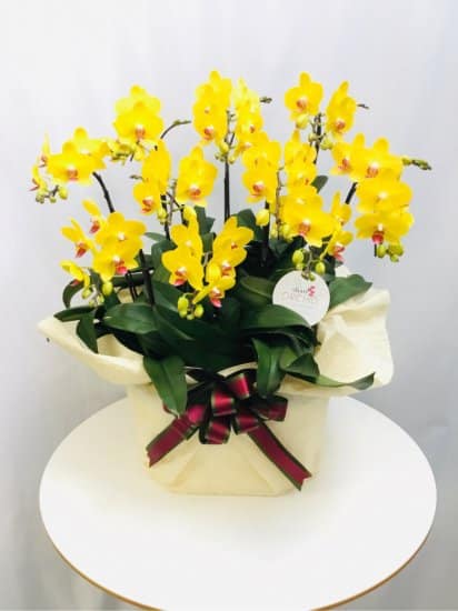 Share Orchid シェアオーキッド10本立ち