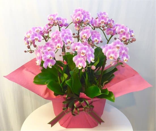 Share Orchid シェアオーキッド10本立ち