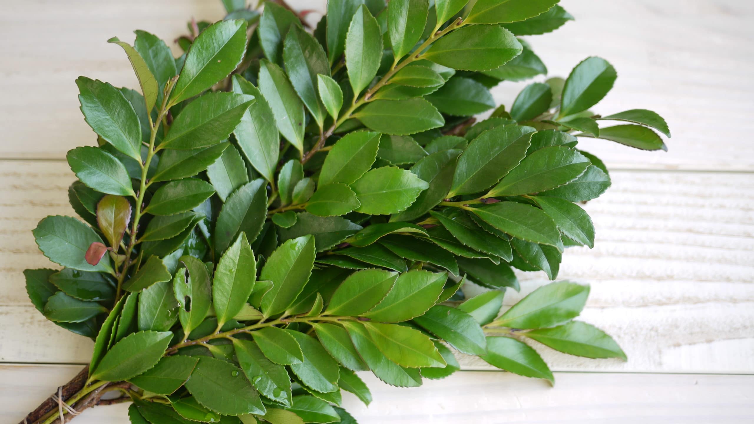 国産榊 1対 - 画像 (2)