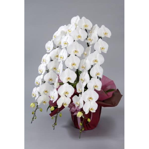 大輪胡蝶蘭 【ホワイト】3本立ち(C)