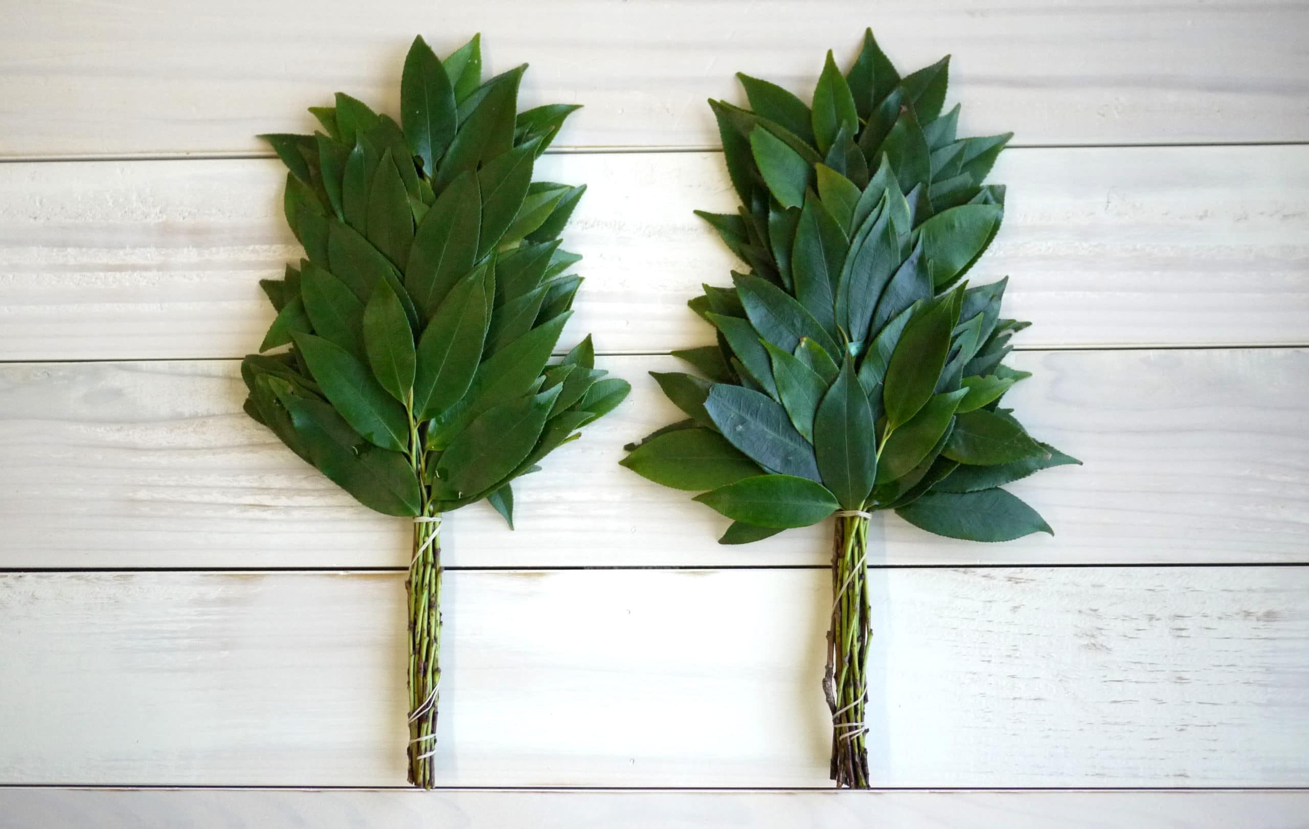 輸入榊 1対 - 画像 (2)