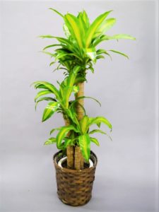 八代市に美容室のオープンに御祝スタンド ブログ Grund Cruぺんぎんや