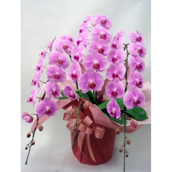 大輪胡蝶蘭 【ピンク】 3本立ち(B)