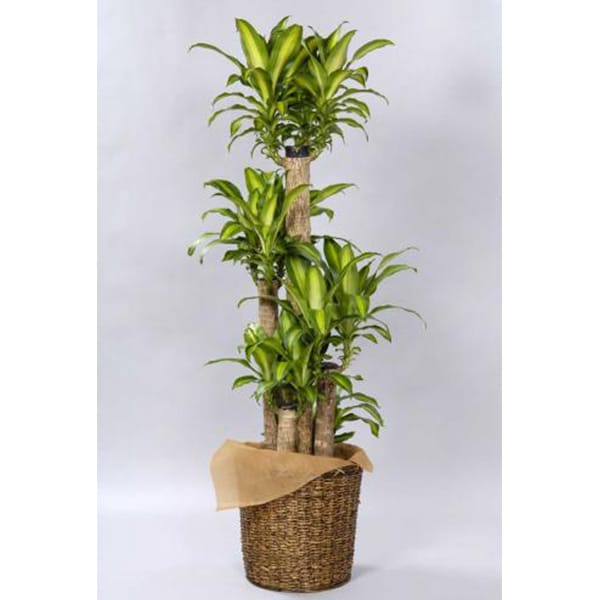 マッサンゲアーナ(幸福の木)-10号鉢