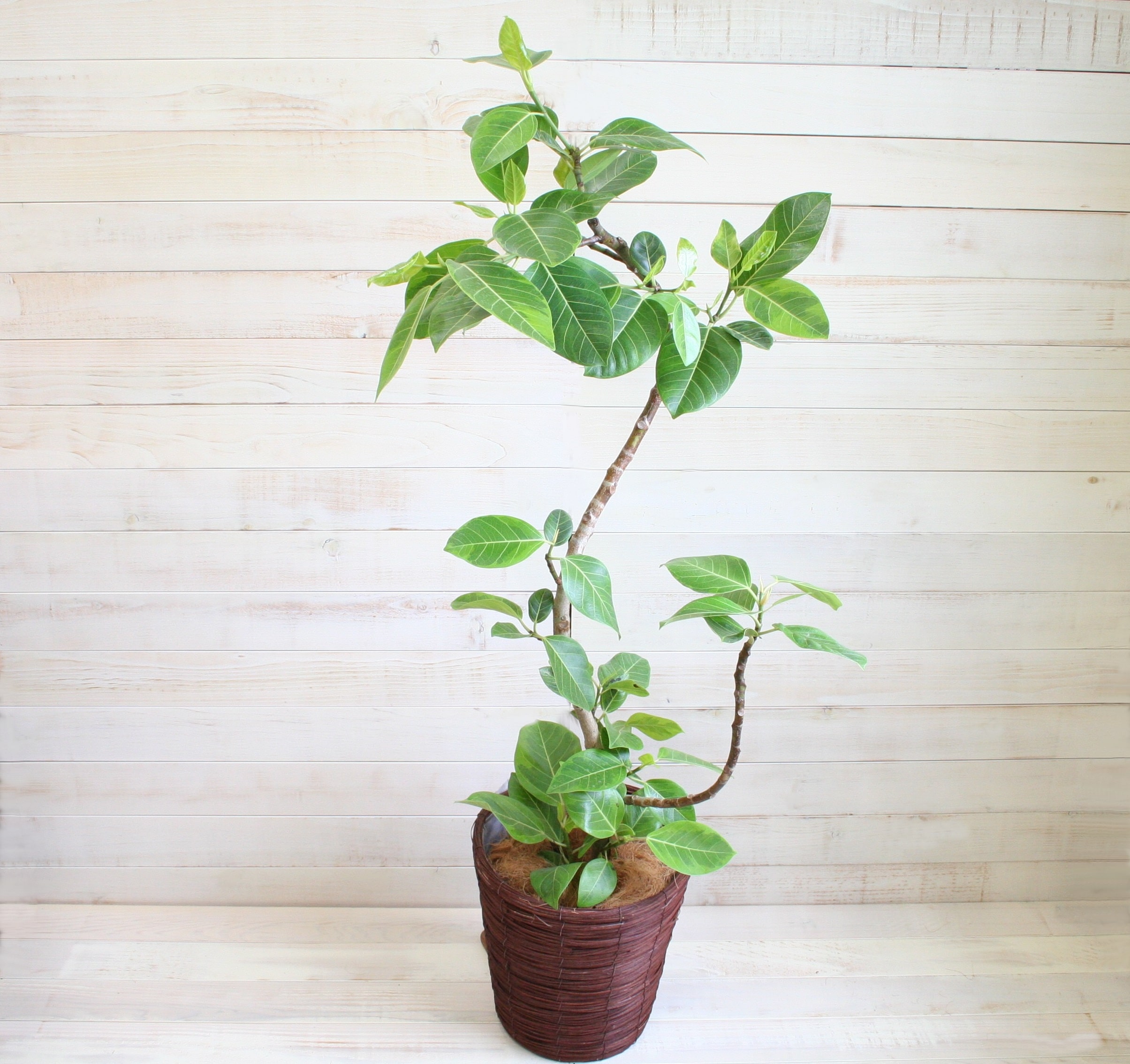 アルテシマ-8号鉢