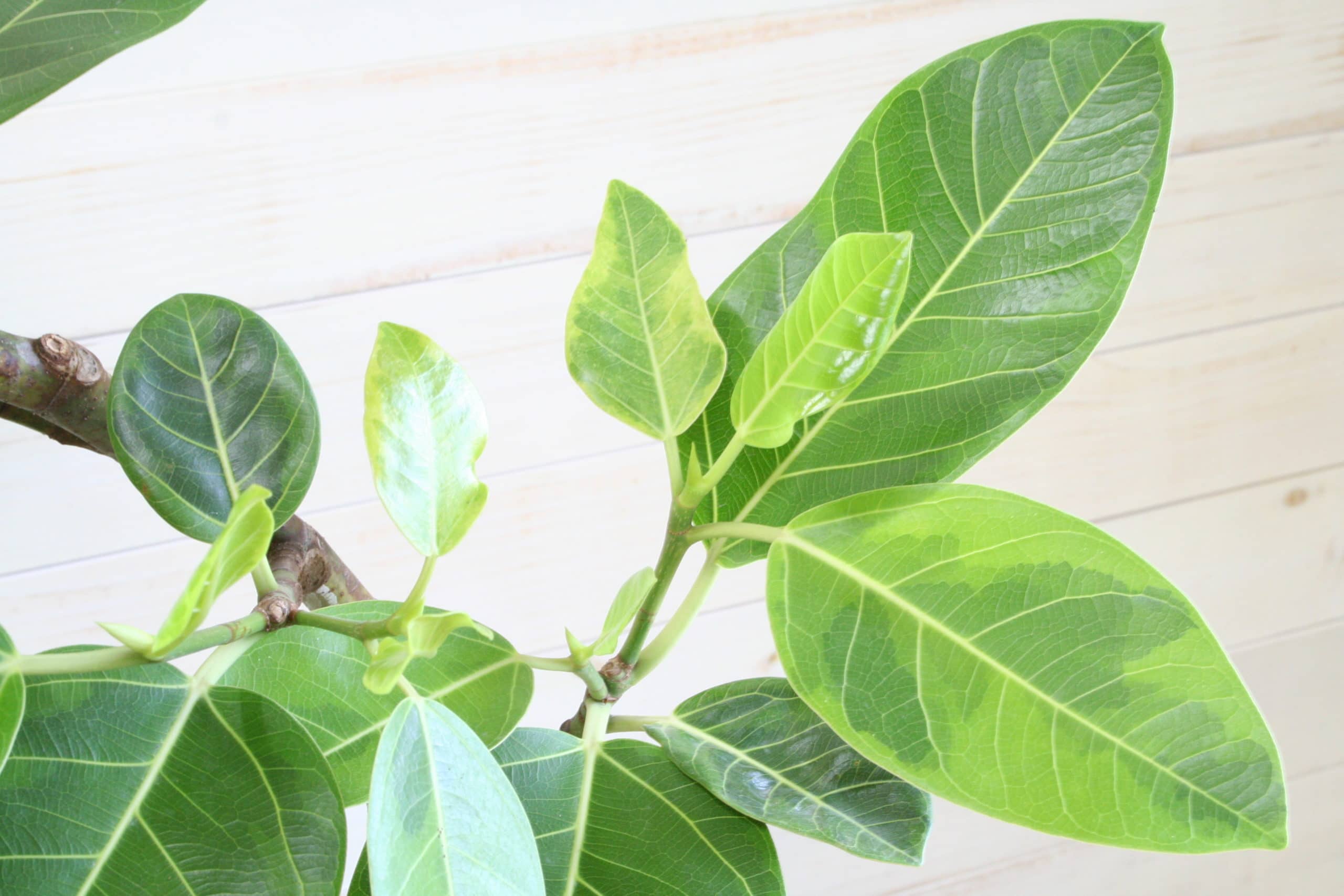 アルテシマ-8号鉢 - 画像 (2)