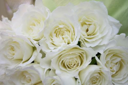 白いバラの花束 - フラワーギフトなら株式会社 ジェルフラワー