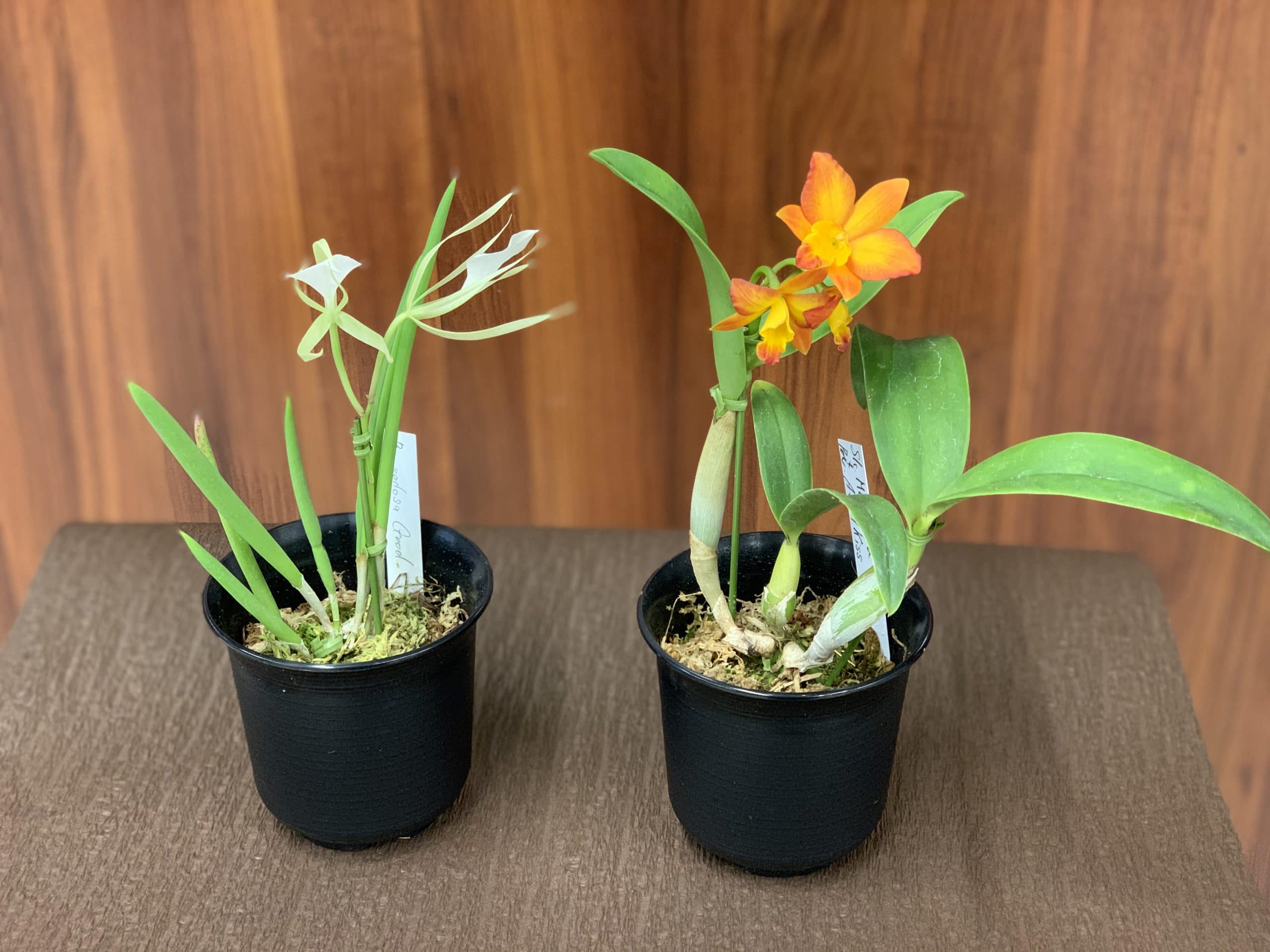 洋ランの女王カトレア 株式会社 ジェルフラワー