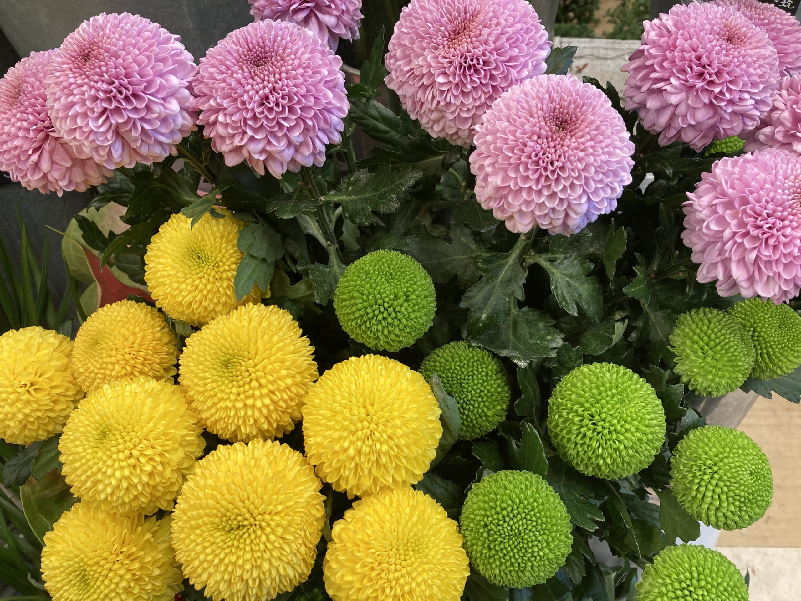 まるでピンポン球 フラワーギフトなら株式会社 ジェルフラワー まるでピンポン球 フラワーギフトなら株式会社 ジェルフラワー