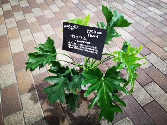 南国の雰囲気を🌞🌴🌺 1 IMG 20220828 134158