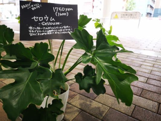 南国の雰囲気を🌞🌴🌺 2 IMG 20220828 134212