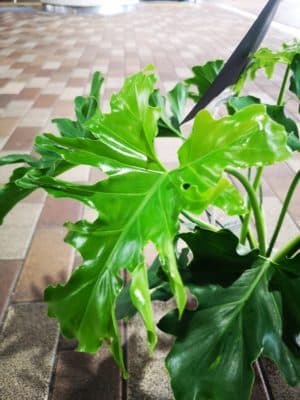 南国の雰囲気を🌞🌴🌺 3 IMG 20220828 134240