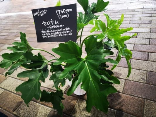 南国の雰囲気を🌞🌴🌺 4 IMG 20220828 134334